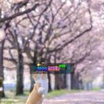 Khi Gió Xuân Vì Tôi Mà Đến