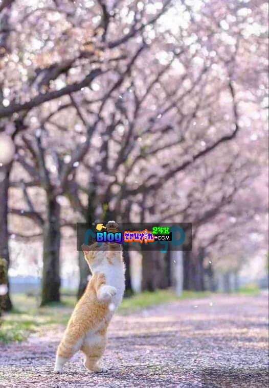 Khi Gió Xuân Vì Tôi Mà Đến