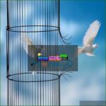 Lồng Giam Và Đôi Cánh