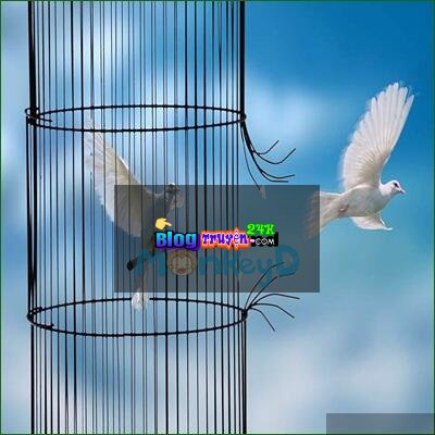 Lồng Giam Và Đôi Cánh