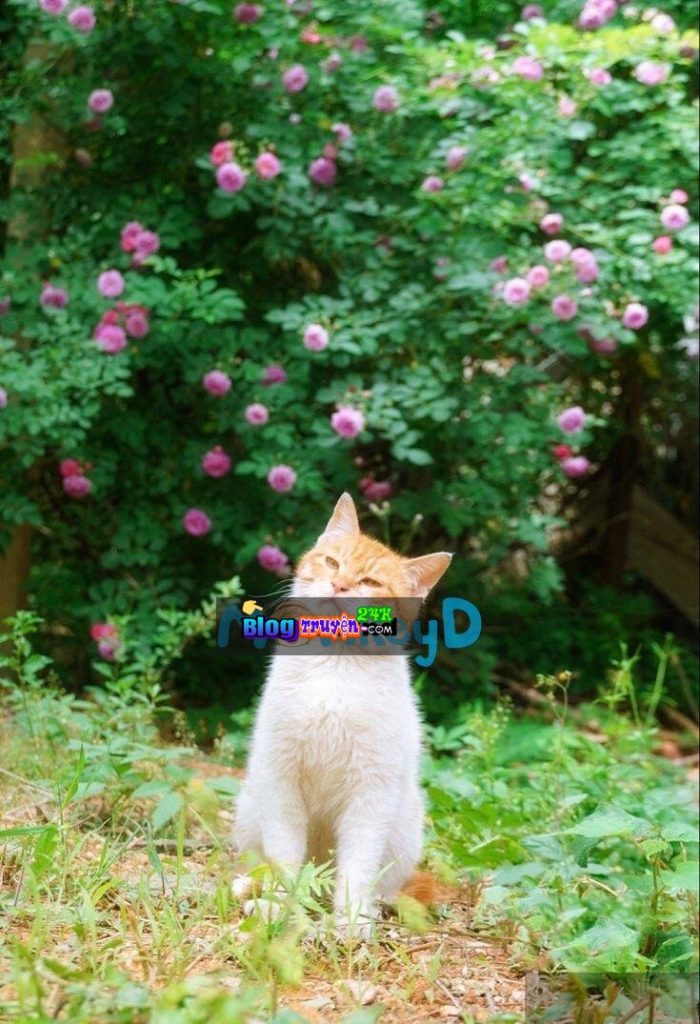 Tôi Là Nữ Phụ Độc Ác, Nhưng Tôi Quyết Định Buông Xuôi