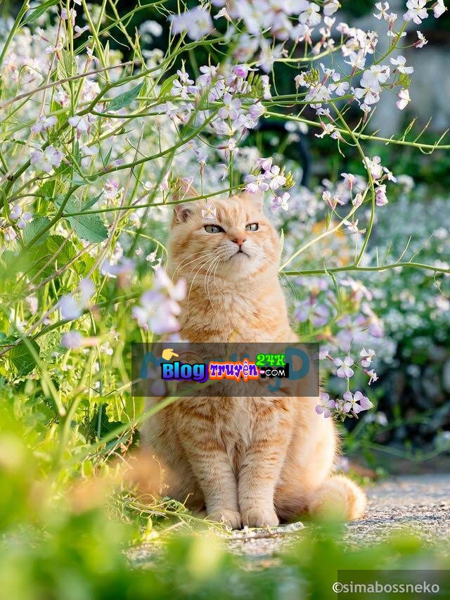 Trúc Mã Khó Chiều