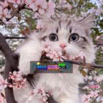 Xuyên Thành Nữ Phụ Ác Độc, Tôi Dựa Vào Lối Sống “Mặc Kệ Đời” Mà Đạt Được Kết Cục Đại Đoàn Viên HE