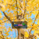 Xuyên Thành Nữ Phụ Đang Hạ Thuốc Nam Chính, Tôi Phải Làm Sao?